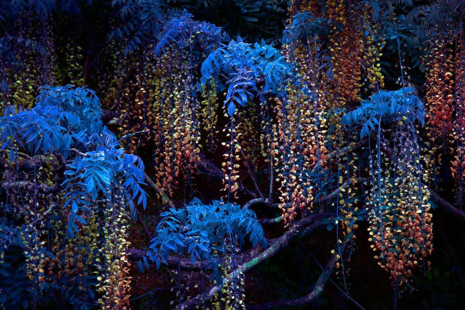 شاخه‌های گیاه ویستریا با برگ‌های آبی پررنگ