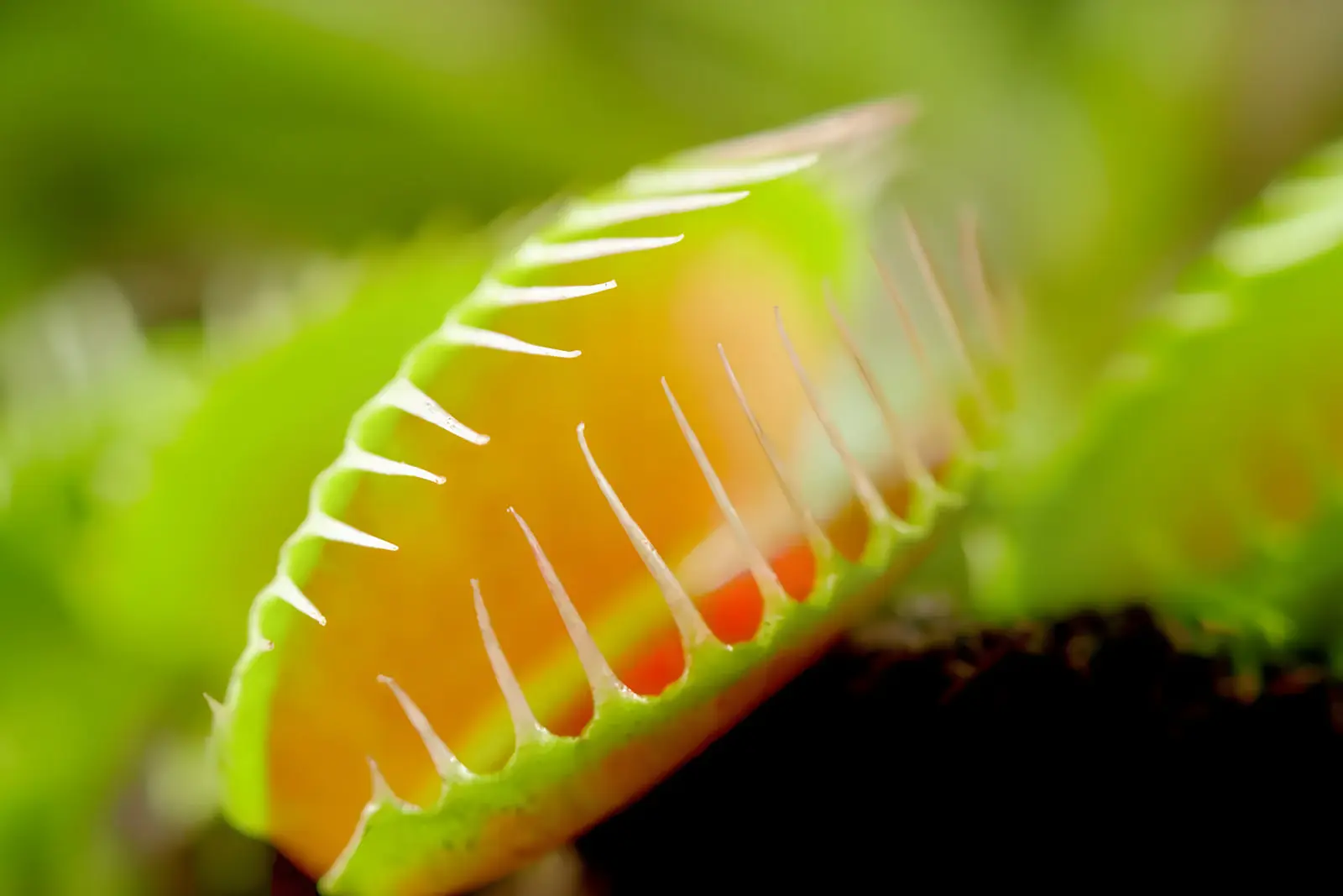 گیاه گوشت‌خوار ویپرا (Venus Flytrap) با برگ‌های باز و دندانه‌های تیز
