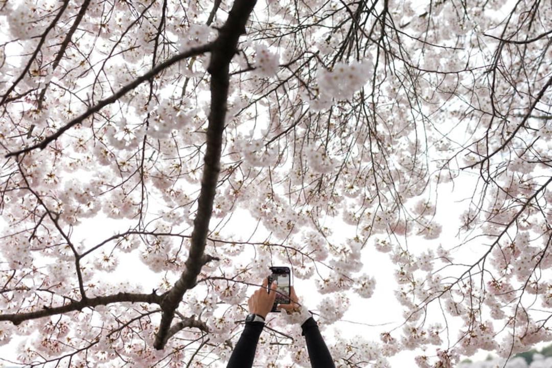 عکاسی از شکوفه های گیلاس در واشنگتن