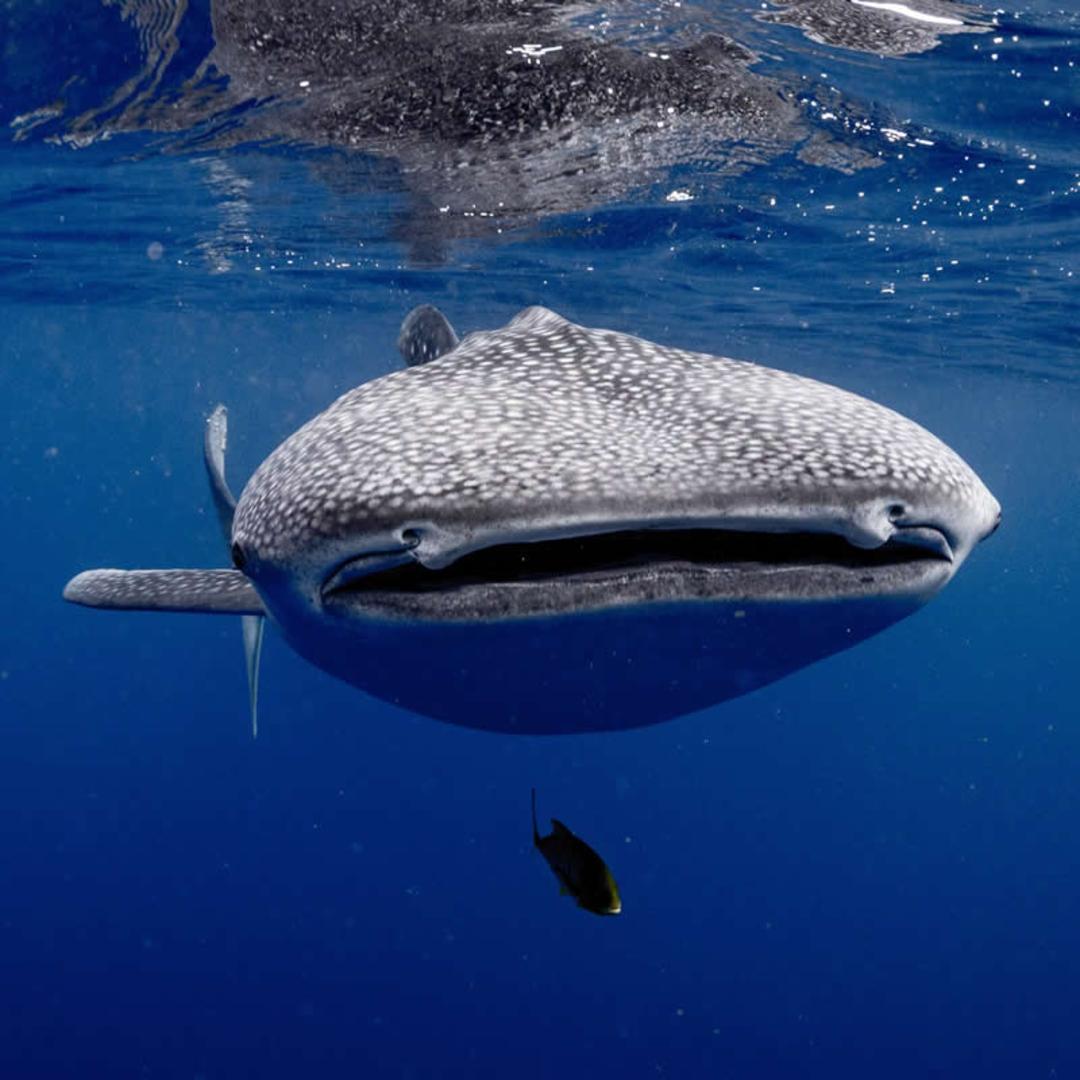 ماهی کوسه وال (Whale Shark) با خال‌های سفید در آب‌های آبی اقیانوس