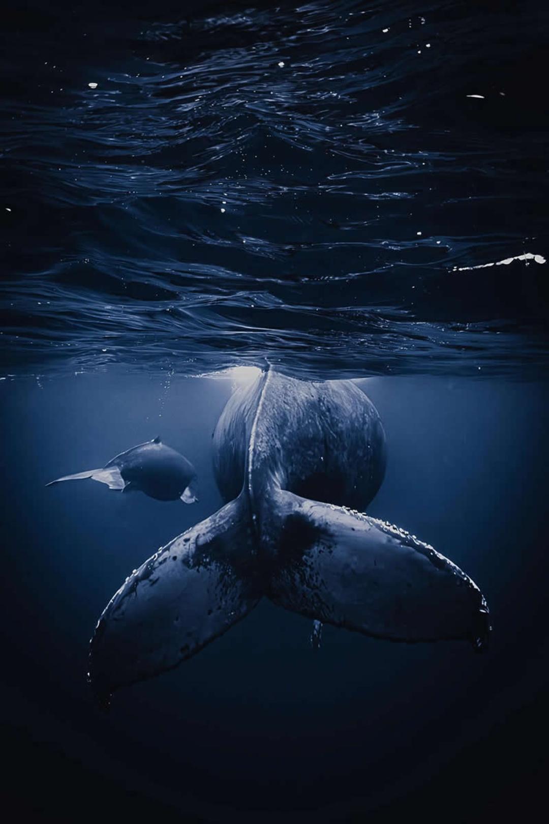 دم نهنگ (Whale) زیر آب در اقیانوس تیره