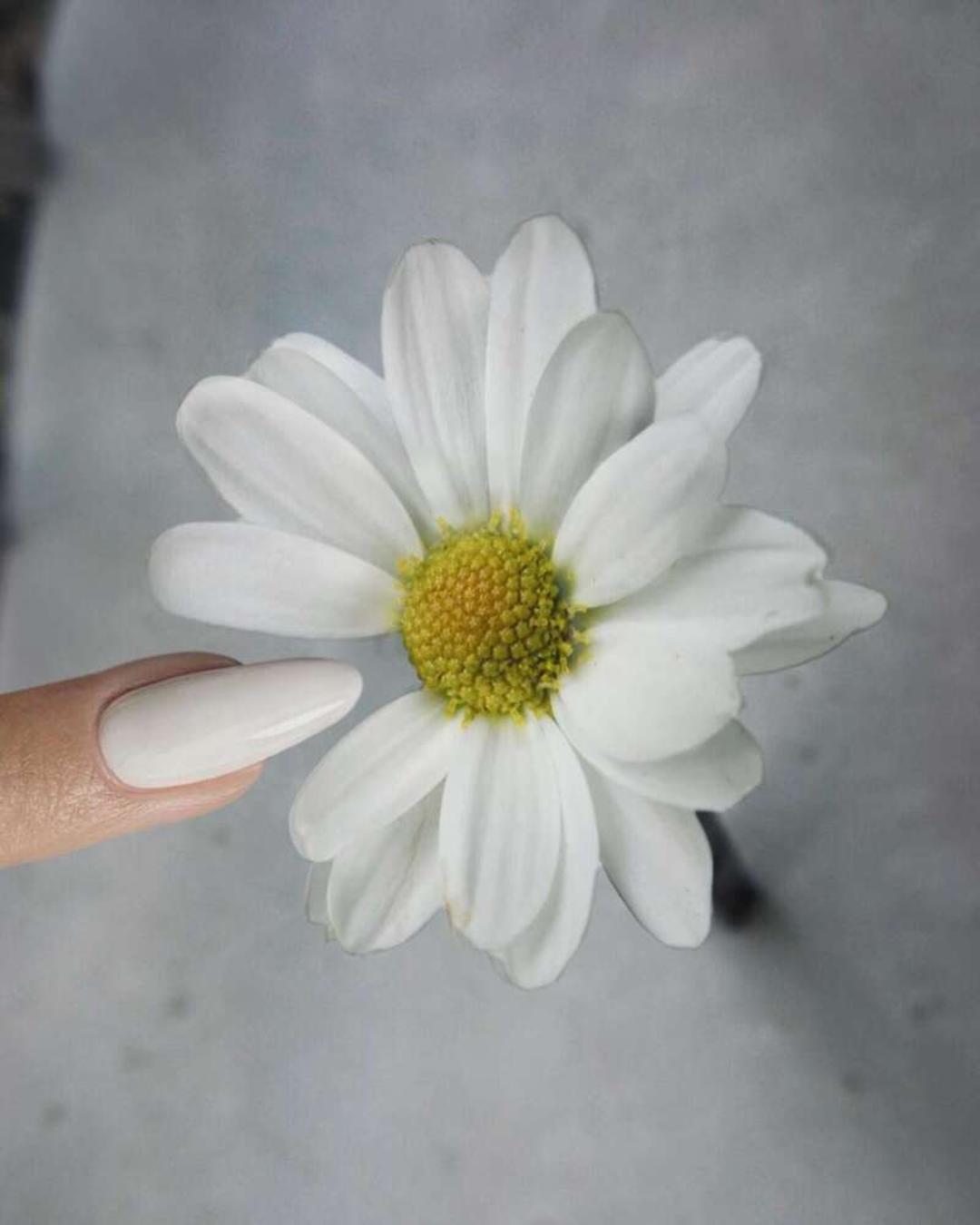 گل سفید (Daisy) با مرکز زرد در کنار ناخن مانیکور شده