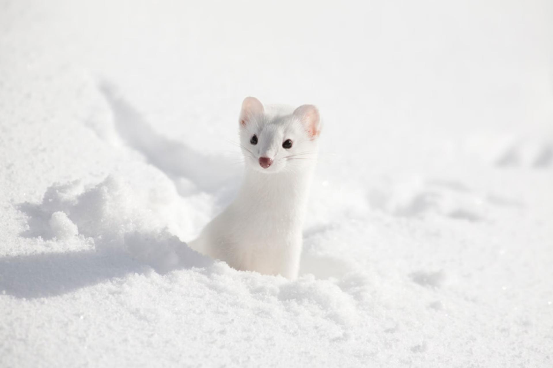 سمور سفید (Stoat) در میان برف‌های تازه و پوشیده از یخ