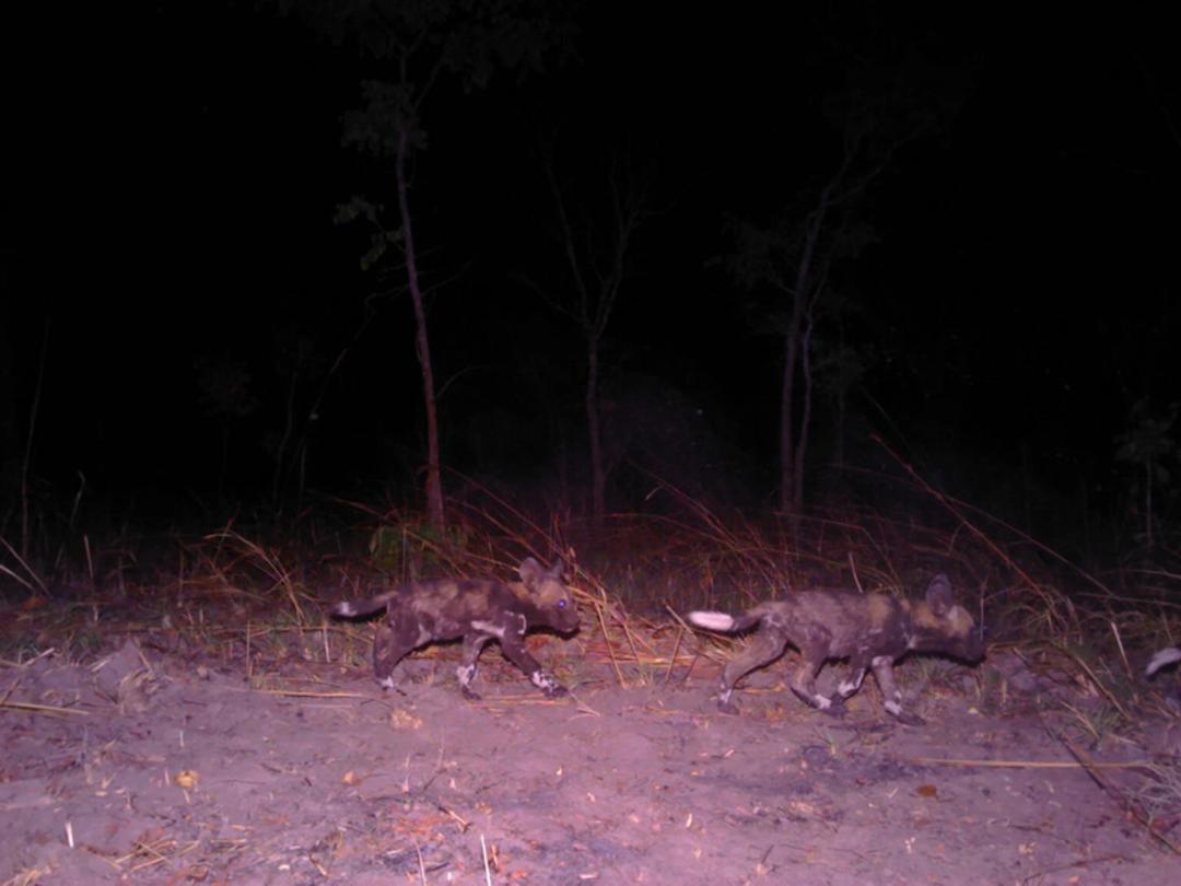 گربه وحشی نادر (Wild Cat) در حال حرکت در شب تانزانیا