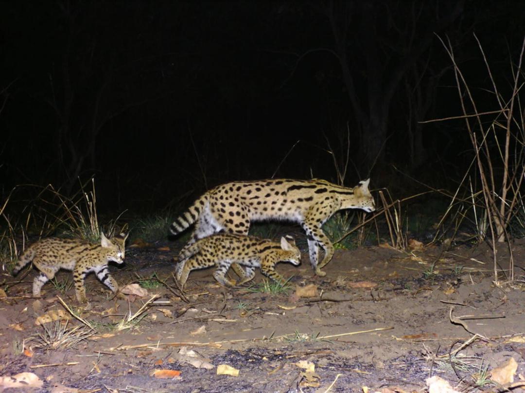 گربه وحشی سروال (Serval) همراه با توله در طبیعت تانزانیا
