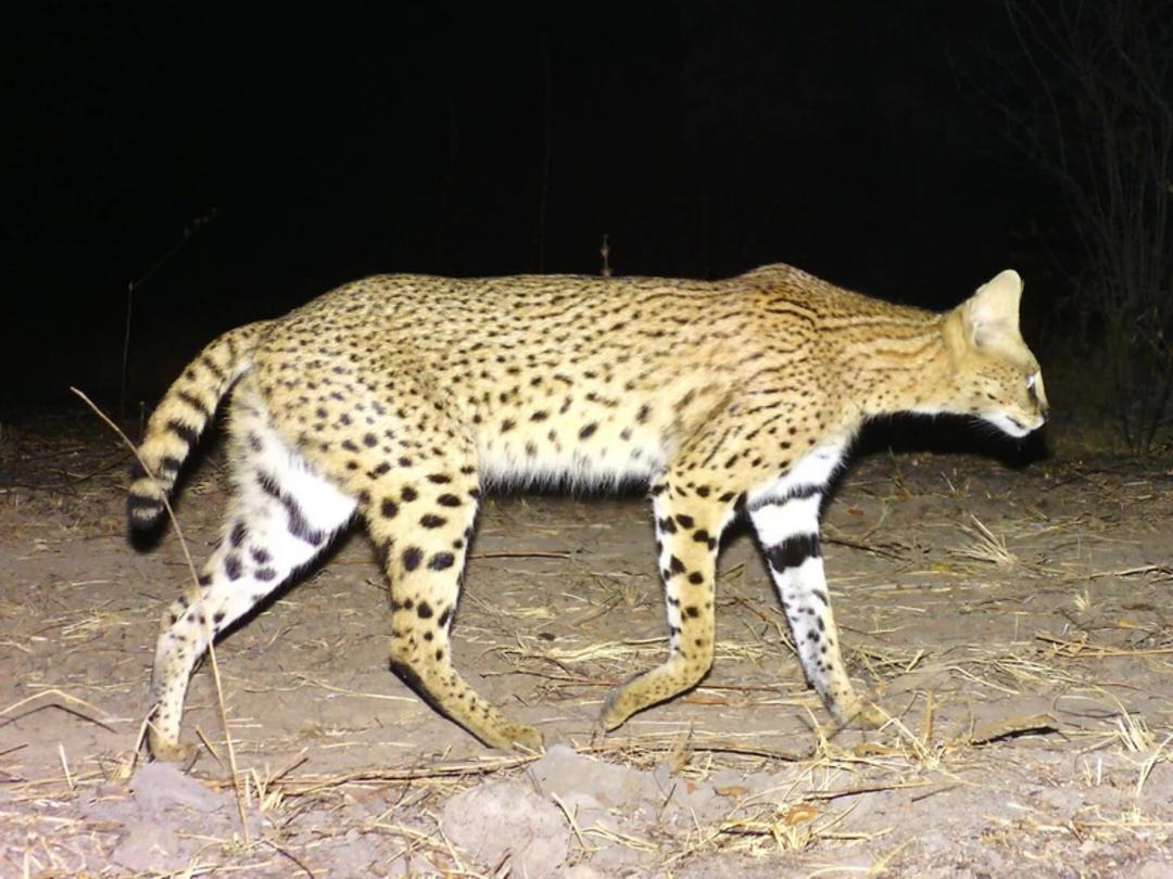 گربه وحشی سروال (Serval) با خال‌های سیاه در محیطی تاریک