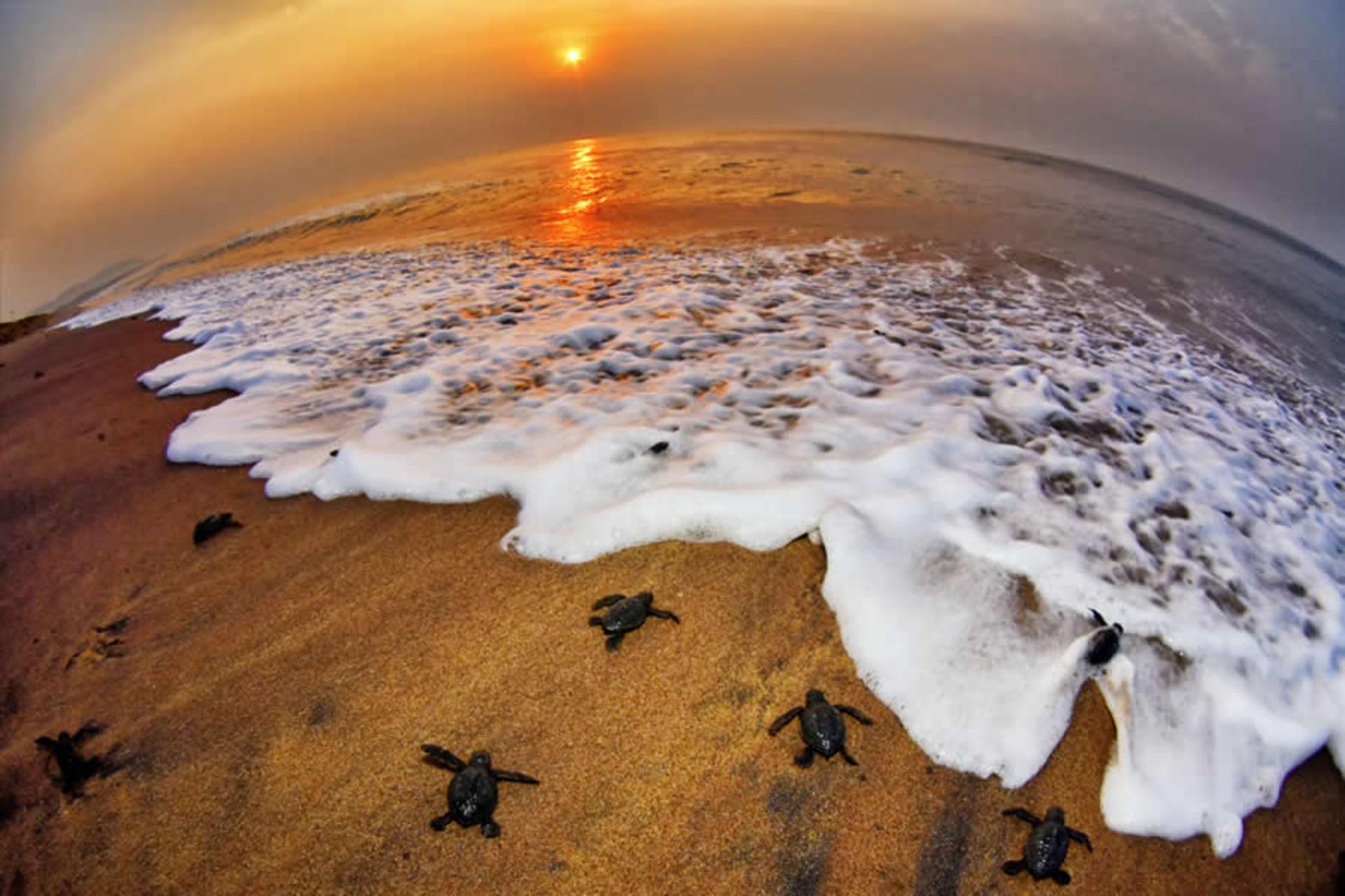 لاک‌پشت‌های کوچک در حال برگشتن به دریا روی ماسه‌ها