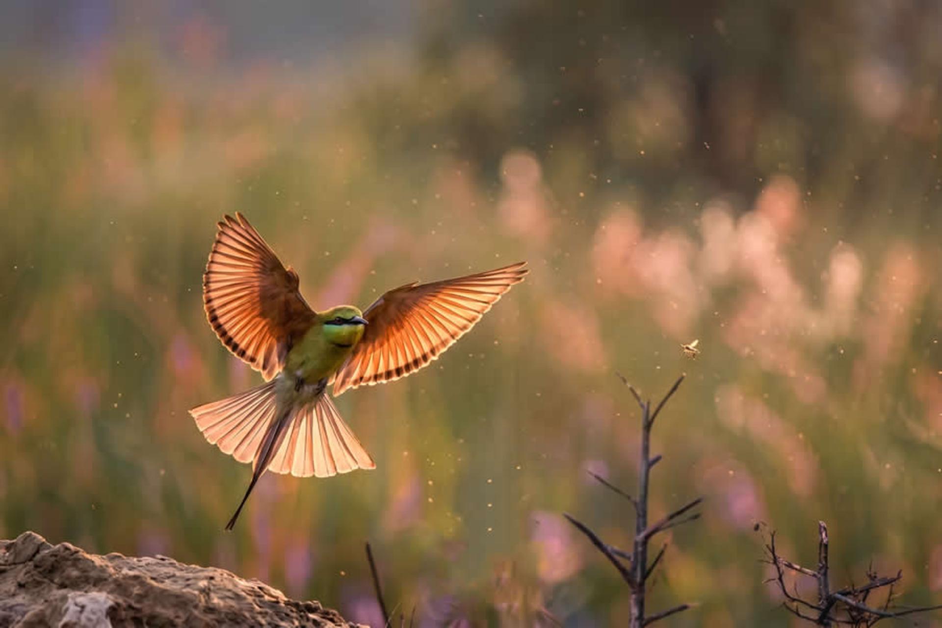 پرنده‌ای با دم بلند 