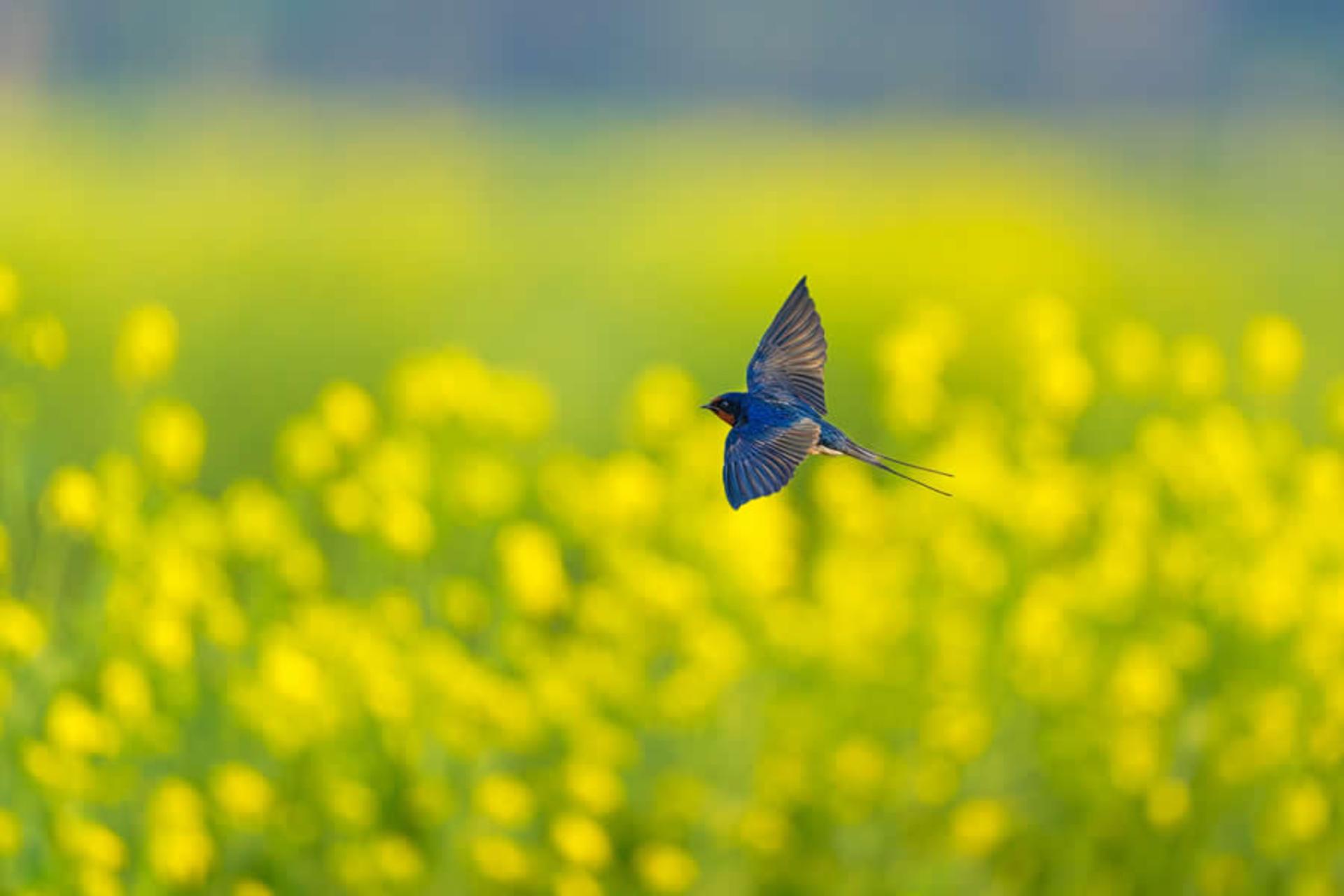پرنده‌ای در حال پرواز بر فراز گل‌های زردرنگ