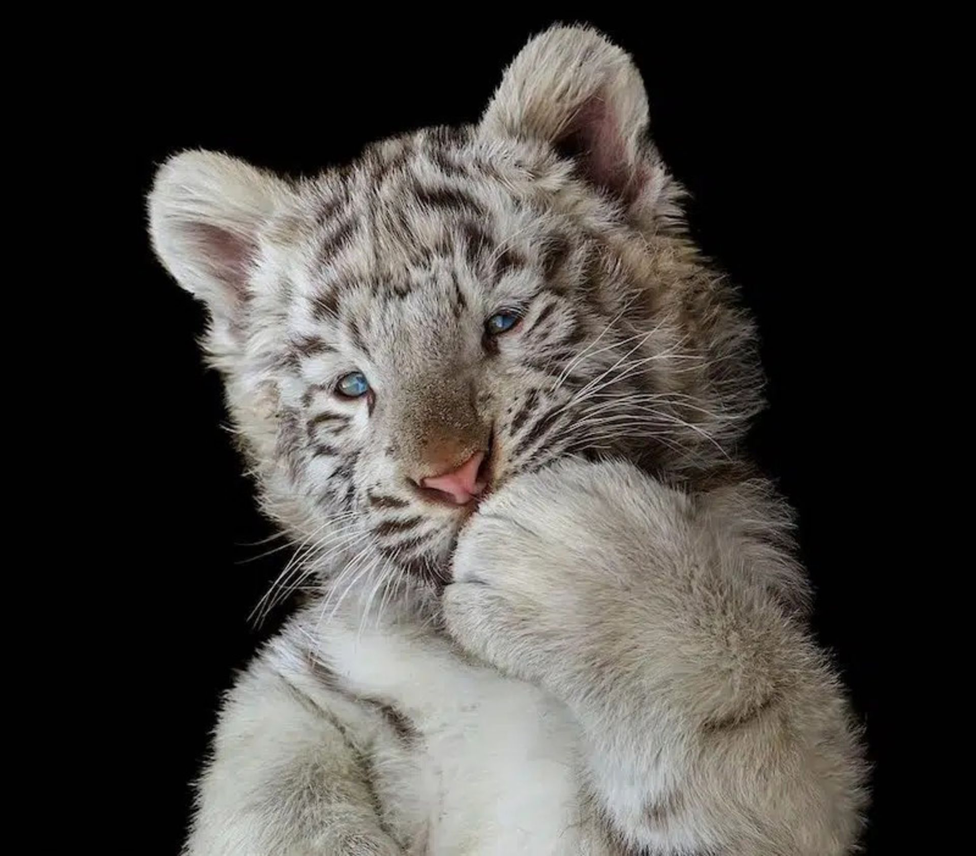 توله ببر سفید