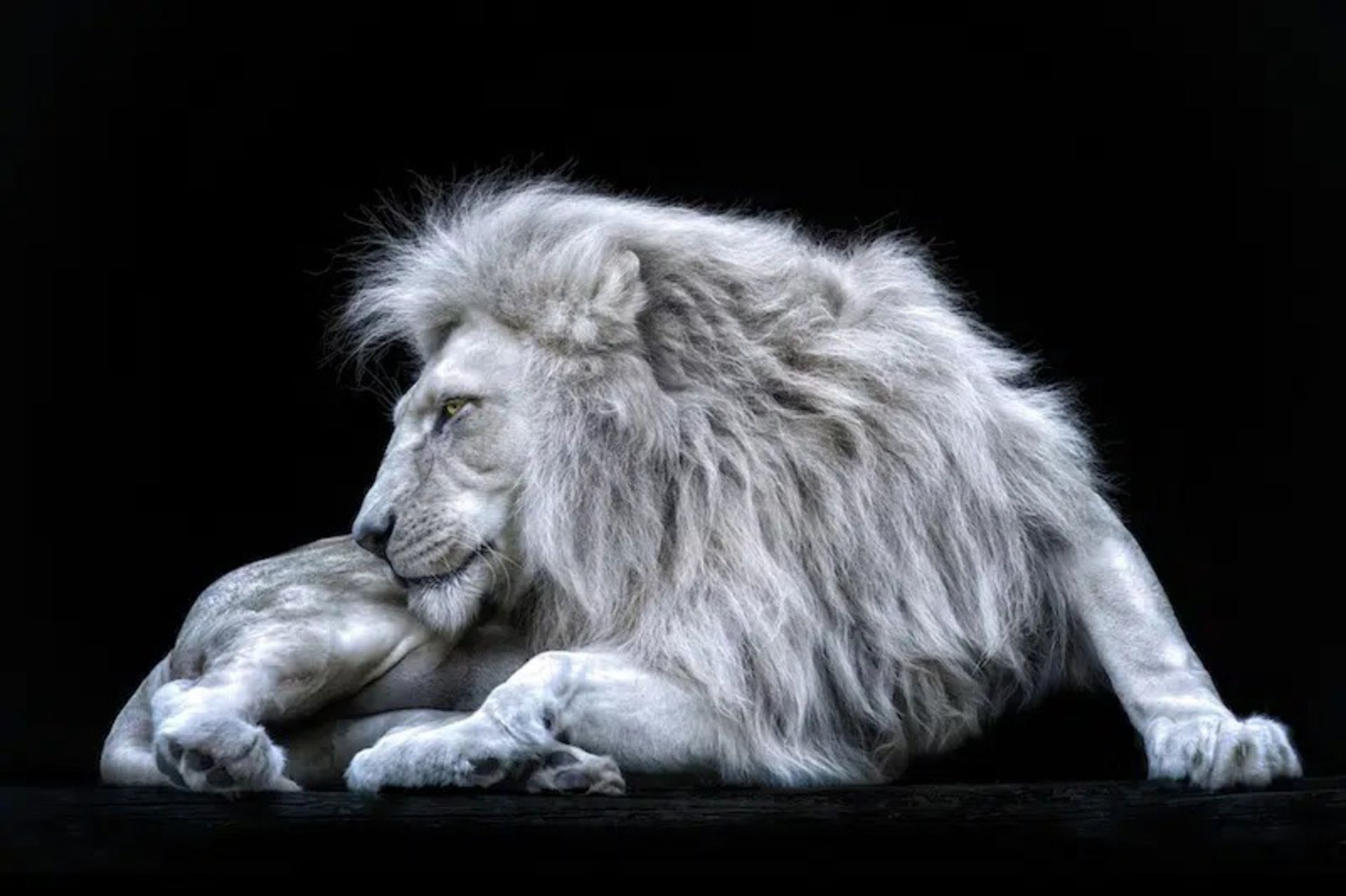 پرتره یک شیر 