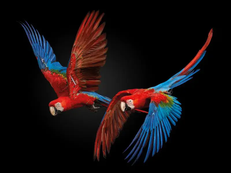 دو طوطی رنگارنگ در کنار هم