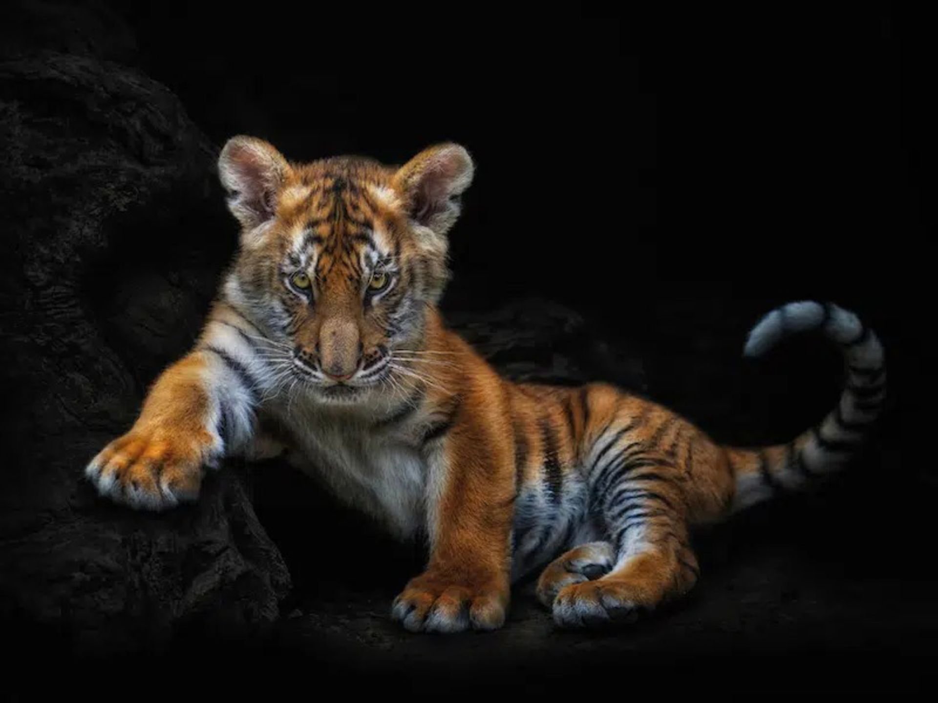 پرتره توله یوزپلنگ