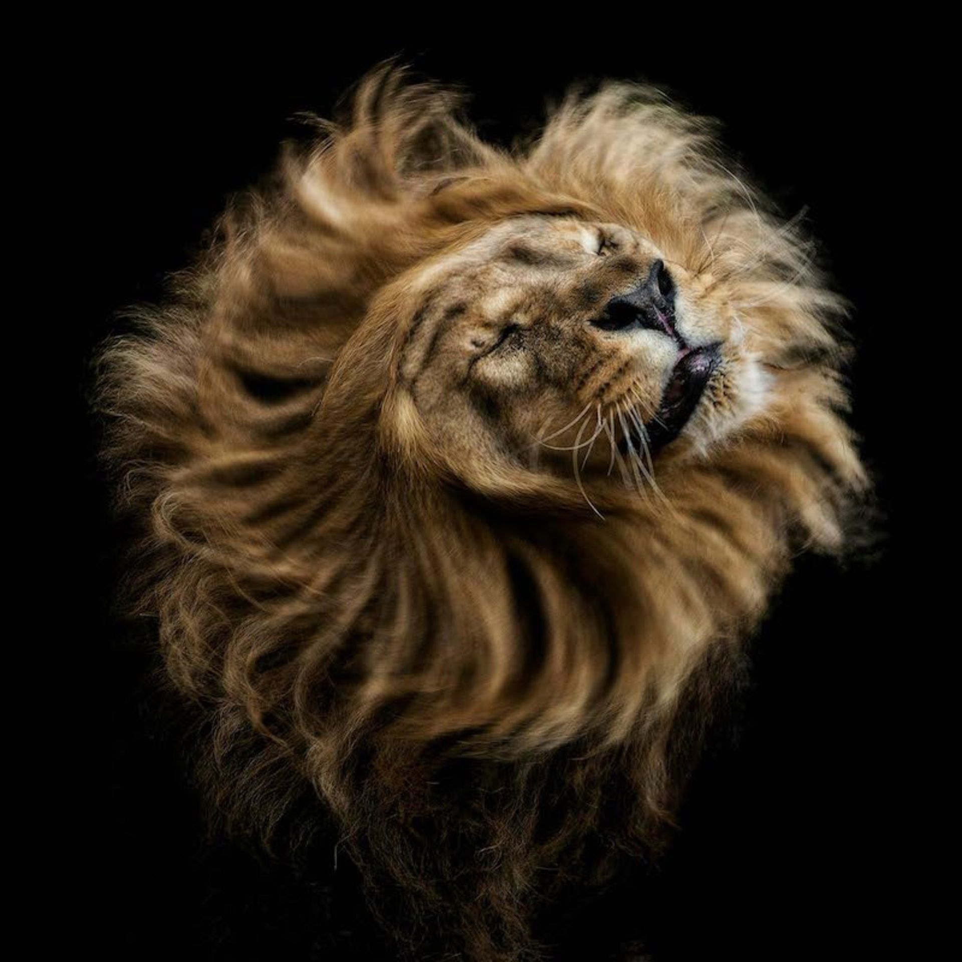 پرتره یک شیر غران