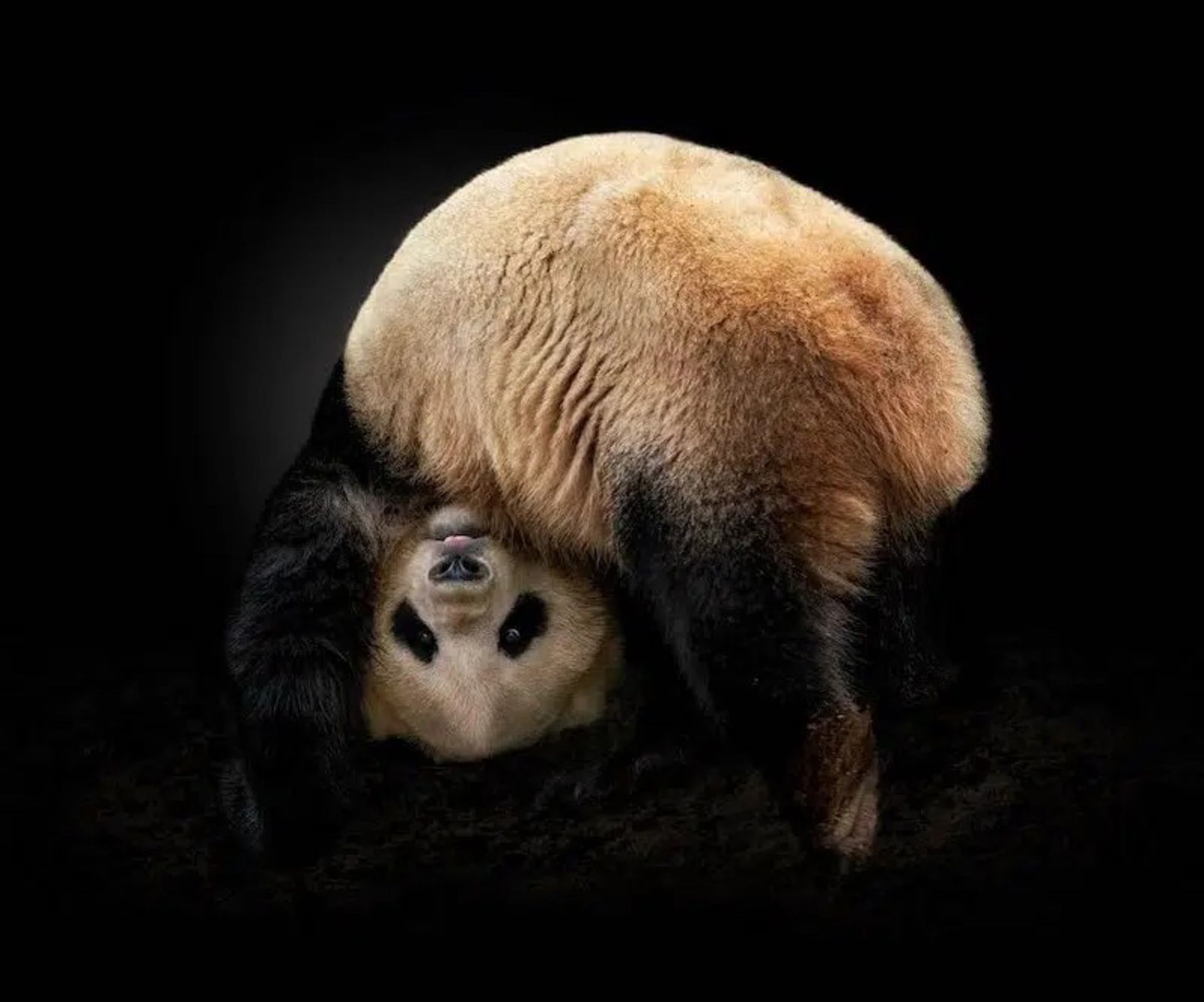 پرتره یک پاندای برعکس