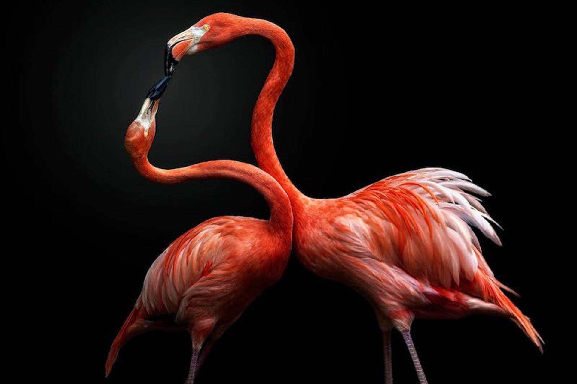 دو فلامینگو در کنار هم