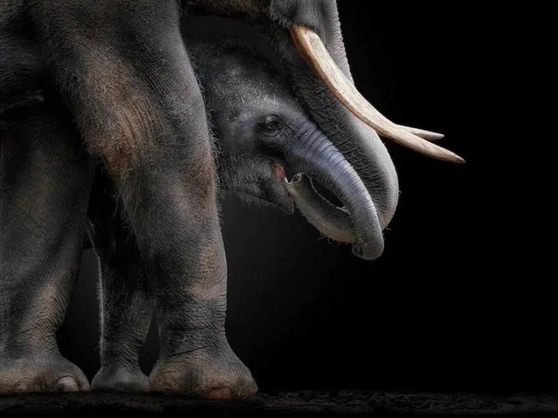 فیل مادر و بچه