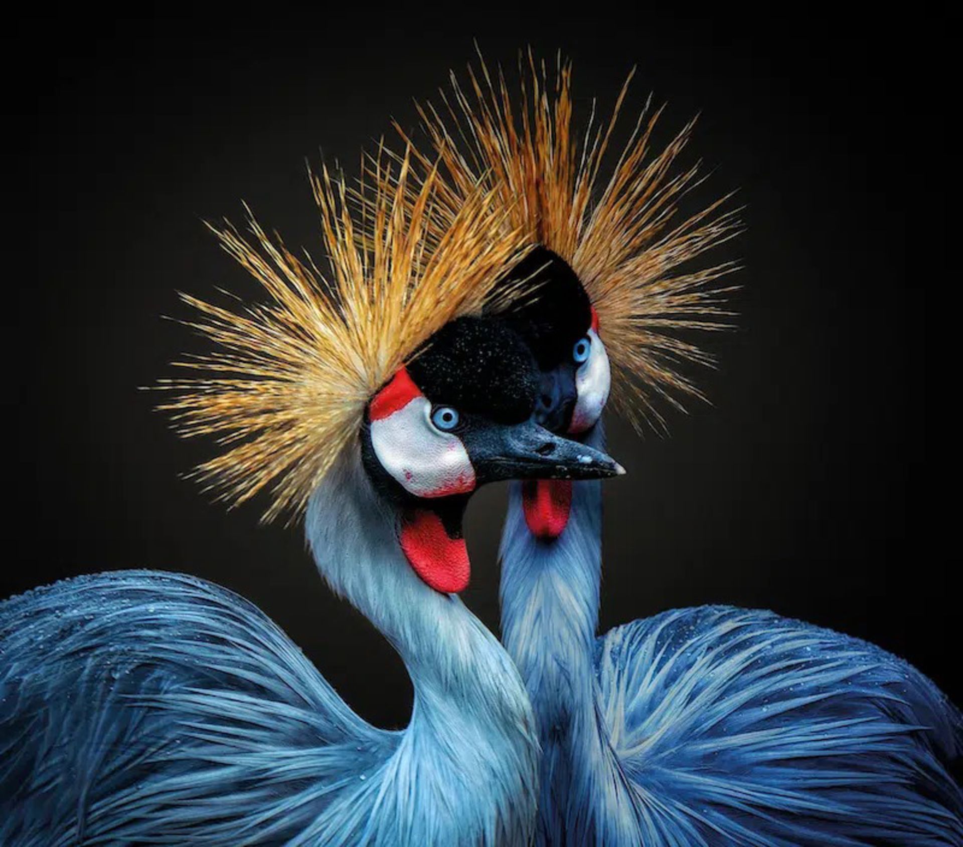 دو درنا در کنار هم