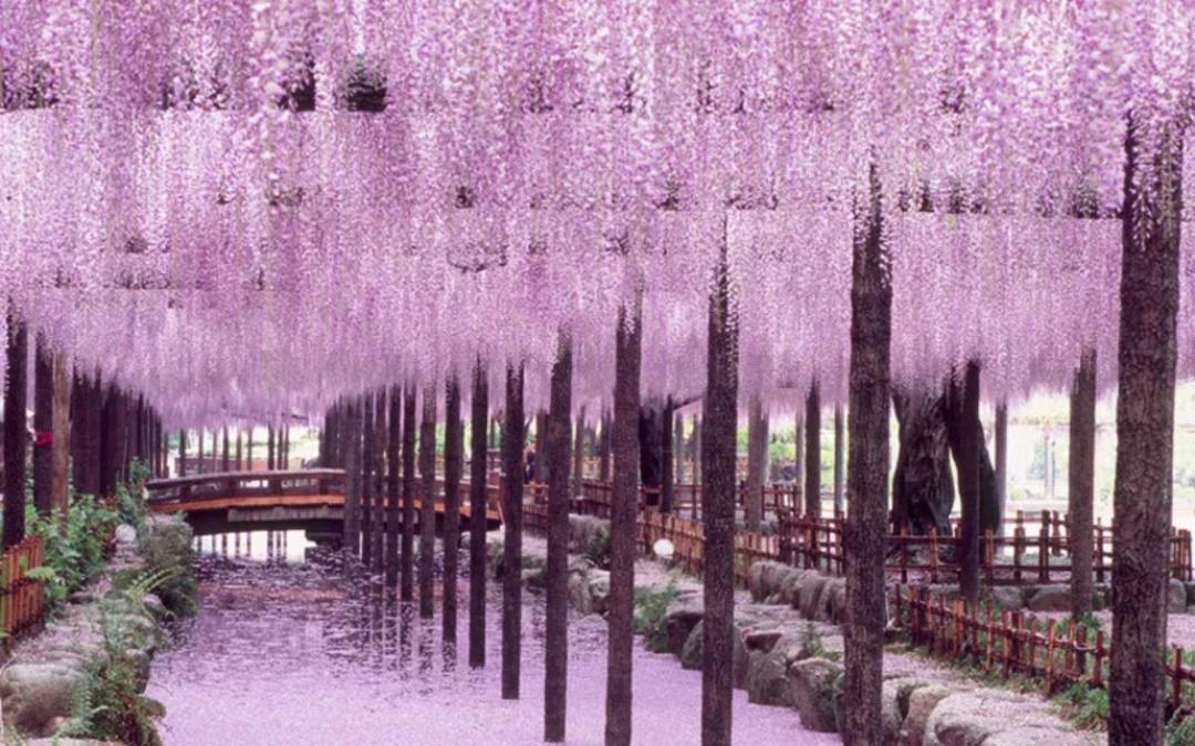 شکوفه‌های بنفش ویستریای (Wisteria) در تونل گیاهی بالای مسیر پیاده‌روی