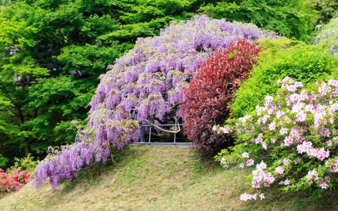 گل‌های بنفش ویستریای (Wisteria) روی تپه‌ای در کنار بوته‌های گل