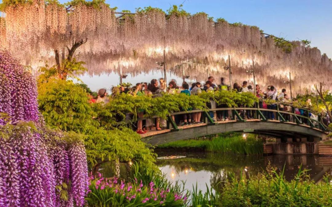 شکوفه‌های بنفش ویستریای (Wisteria) در بالای پل روی آب