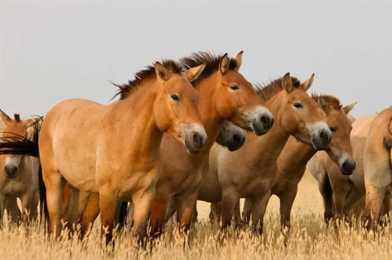 چند اسب شوالسکی در طبیعت