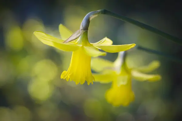 گل‌های نرگس (Daffodil) زرد رنگ در میان طبیعت با پس‌زمینه مات