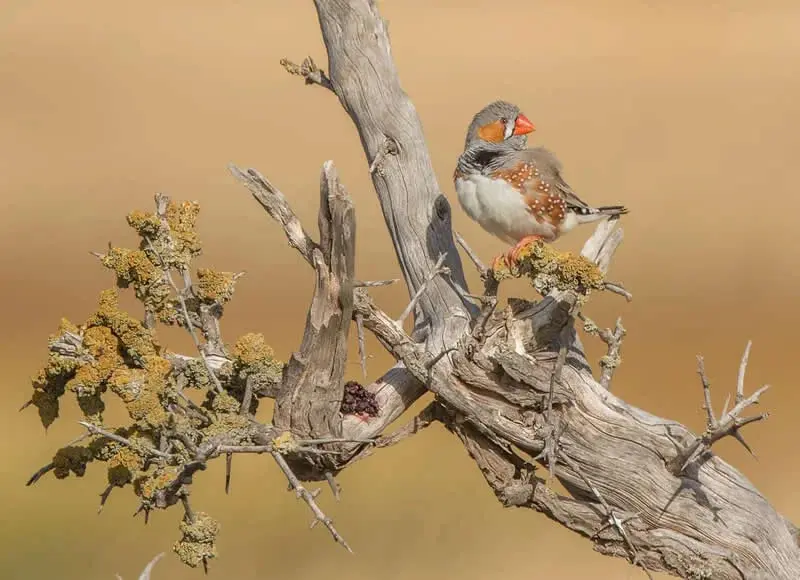 گوسی (Zebra Finch) نشسته روی شاخه خشک درخت در طبیعت